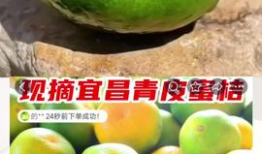 青桔视频,探索青春记忆，重温美好时光